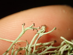 Cladonia capitellata