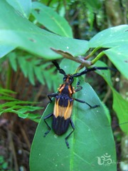 Batus hirticornis