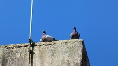 Columba livia domestica