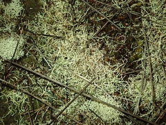 Cladonia capitellata