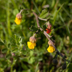 Hermannia cuneifolia
