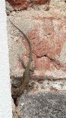 Podarcis muralis