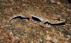 Chondrodactylus