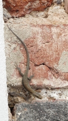 Podarcis muralis