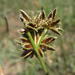 Cyperus marginatus - Photo (c) Jane Trembath,  זכויות יוצרים חלקיות (CC BY-NC), הועלה על ידי Jane Trembath