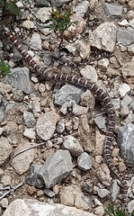Lampropeltis mexicana