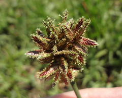 Cyperus marginatus