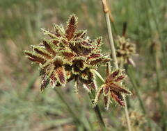 Cyperus marginatus