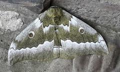 Gonimbrasia zambesina