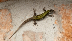 Podarcis muralis