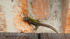 Podarcis muralis