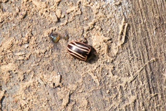 Calligrapha aeneovittata