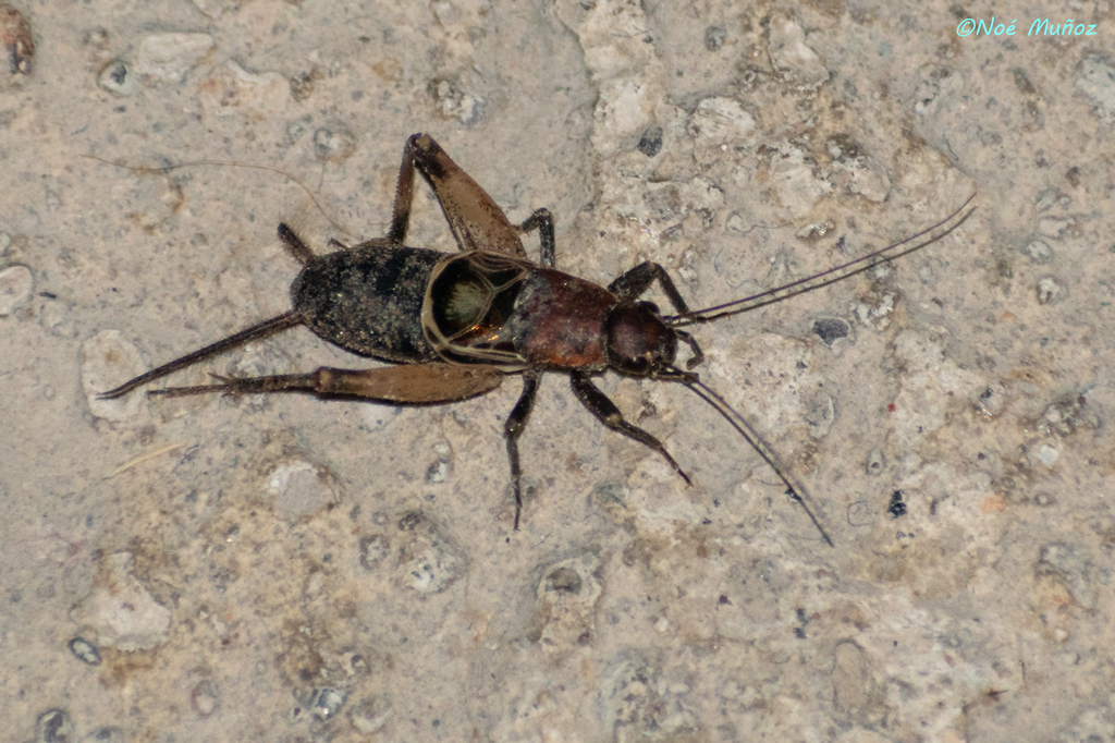 Hoplosphyrum aztecum