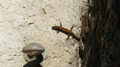 Podarcis muralis