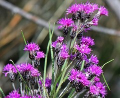 Vernonanthura nudiflora