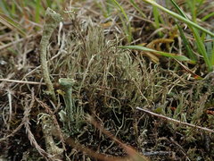 Cladonia capitellata