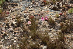 Pelargonium nummulifolium