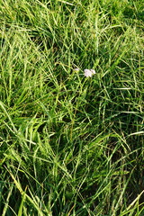 Achillea aspleniifolia
