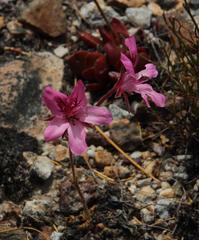 Pelargonium nummulifolium