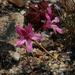 Pelargonium nummulifolium - Photo (c) Tony Rebelo, some rights reserved (CC BY-SA), uploaded by Tony Rebelo