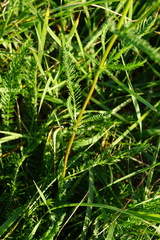 Achillea aspleniifolia