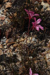 Pelargonium nummulifolium