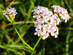 Achillea aspleniifolia