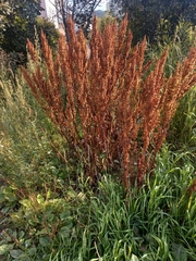 Rumex aquaticus