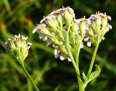Achillea aspleniifolia
