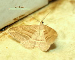 Chiasmia furcata