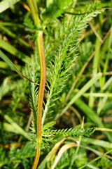 Achillea aspleniifolia
