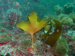 Laminaria pallida