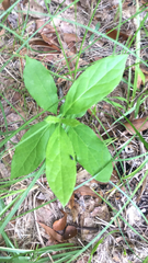 Hybanthus concolor