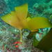 Split-fan Kelp - Photo (c) Peter Southwood, some rights reserved (CC BY-SA), uploaded by Peter Southwood