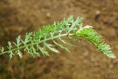 Achillea aspleniifolia