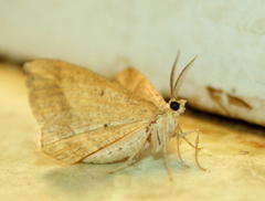 Chiasmia furcata