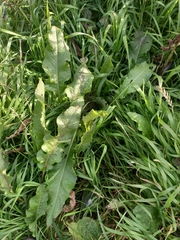 Rumex aquaticus