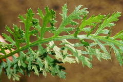 Achillea aspleniifolia