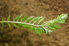 Achillea aspleniifolia