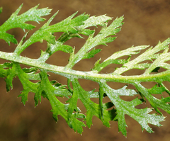 Achillea aspleniifolia