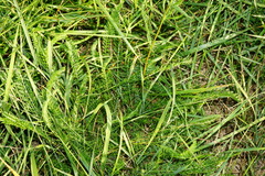 Achillea aspleniifolia