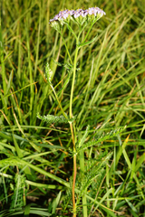 Achillea aspleniifolia