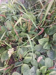 Plantago major