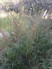Artemisia leucophylla