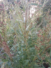 Artemisia leucophylla