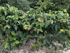 Stigmaphyllon emarginatum