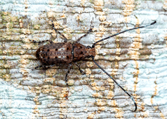 Platystomos wallacei