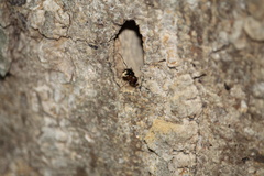 Camponotus texanus