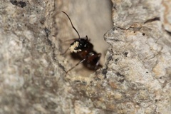 Camponotus texanus