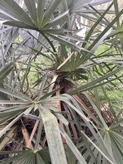 Trithrinax campestris